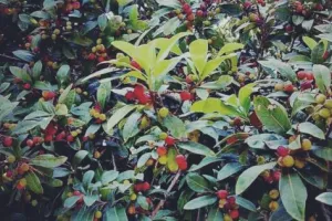 हल्द्वानी: काफल के पेड़ से गिरी महिला, एसटीएच में मौत