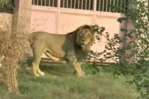 इटावा: Lion Safari की शान नौ बच्चों का पिता ‘मनन’ शेर की हालात नाजुक