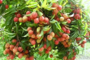 कालाढूंगी: आम-लीची के बगीचों से चमगादड़ को भगाने के लिए हो रहे धमाके, परेशान ग्रामीण एसडीएम के पास पहुंचे