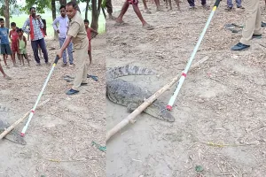 बहराइच: गांव में निकला मगरमच्छ, वन कर्मियों ने पकड़कर नदी में छोड़ा