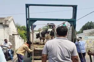 अमृत विचार की खबर का असर: आखिरकार नगर निगम टीम ने पकड़ा छुट्टा सांड