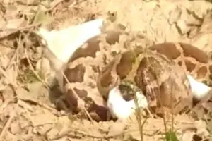 बाराबंकी: अजगर ने अपने चंगुल में बकरी को जकड़ा, वन विभाग ने बचाया, मौत