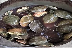 रामपुर: तस्करी के लिए लाए गए पुलिस ने 58 कछुए किए बरामद, दो आरोपी गिरफ्तार, दो मौके से फरार