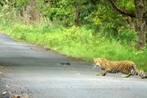 बहराइच: तेज रफ्तार में न चलाएं वाहन, चपेट में आ सकते हैं वन्यजीव