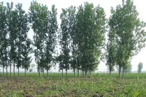 अमरोहा: दबंगों ने किसान की 26 बीघा ईख की फसल को किया नष्ट, पीड़ित ने दी तहरीर