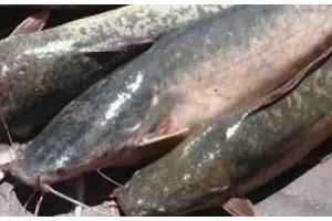 अयोध्या: सीडीओ ने दिए निर्देश, ‘थाई मांगुर’ मछली का पालन किया तो होगी कार्रवाई