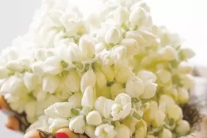 मोगरे का फूल स्किन और बालों के साथ इन समस्याओं के लिए है बेहद फायदेमंद