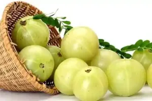 वजन घटाने से लेकर इम्यूनिटी बढ़ाने तक आंवला है मददगार, ऐसे करें सेवन