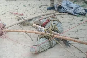 बहराइच: वन विभाग के कर्मचारियों ने आदमखोर मगरमच्छ को पकड़ा, घाघरा नदी में छोड़ा