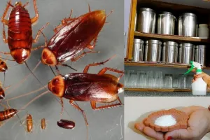 कॉकरोच ने किचन में कर लिया है कब्जा, तो भगाने में काम आएंगे यह घरेलू नुस्खे