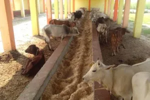 निर्माण कार्यों में गुणवत्ता का रखें ध्यान और  गो- आश्रय स्थल, खेलकूद मैदान पर तत्काल करें कार्य प्रारंभ : बीडीओ