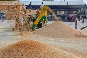 इटावा: गेहूं खरीद योजना को झटका, अब तक सिर्फ 932 मीट्रिक टन खरीद