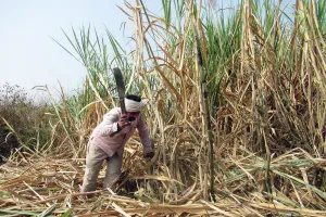 जसपुर: बिजली के कनेक्शन न मिलने से सूखने लगी गन्ने की फसल