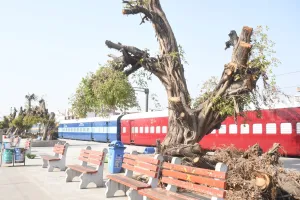 बरेली: छांव भूल जाएं यात्री, पुरानी अनुमति पर काट दिए 30 साल पुराने पेड़