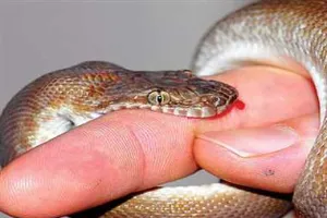 गोंडा : सर्पदंश से मृत्यु अब दैवीय आपदा घोषित, सरकार देगी चार लाख रूपये का मुआवज़ा