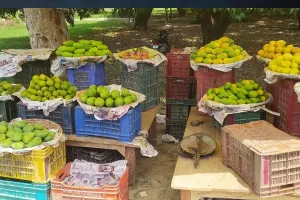 बाराबंकी: आंधी-पानी से आम की उपज में आई कमी, शुरुआती दौर में ही चढ़ा बाजार