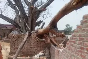 बहराइच: मकान पर गिरा विशालकाय पेड़, बाल बाल बचे परिवार के लोग