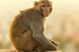 लखनऊ: तपती धूप में सिपाही ने बंदरों को आम खिलाकर पेश की मानवता की मिसाल