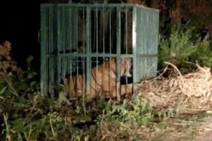 लखीमपुर-खीरी: मंझरा पूरब में आतंक का पर्याय बना बाघ पिंजरे में कैद, बाघिन दे रही चकमा