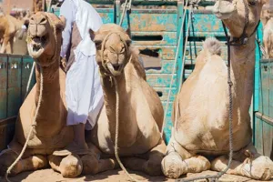 वाराणसी : बेजुबानों से क्रूरता की हद, ट्रक में बांधकर तस्करी को भेजे जा रहे 16 ऊंट बरामद, तीन गिरफ्तार