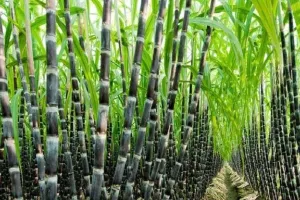 बरेली: कीटनाशक, यूरिया के छिड़काव से होगी गन्ने की अच्छी पैदावार