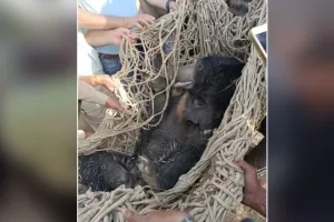 बरेली: फरीदपुर में कई घंटे चले रेस्कूय के बाद किया गया भालू को ट्रैक्यूलाइज