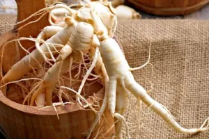 जिनसेंग सिर्फ एक पौधा नहीं शरीर के लिए है एक अचूक वरदान