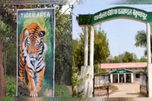 छत्तीसगढ़ के कोरिया में बाघ का शव मिला, वन विभाग में मचा हड़कंप, दो ग्रामीणाें को हिरासत में लेकर हो रही पूछताछ