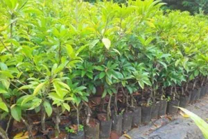 बरेली: उद्यान विभाग रोपित करेगा 2.65 लाख पौधे