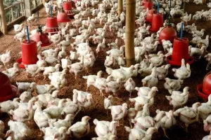 बरेली: महिलाएं मुर्गी पालन करके आत्मनिर्भर बनें