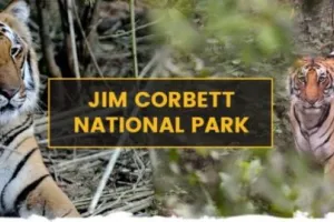 उत्तराखंड : 30 जून से बंद हो जाएगा कार्बेट नेशनल पार्क, 15 नवंबर से फिर शुरू होगी सफारी