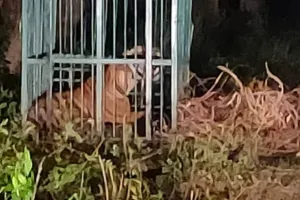 बहराइच : डायना और गंगाकली की मेहनत हुई सफल, पिंजड़े में कैद हुआ बाघ, बाघिन फरार