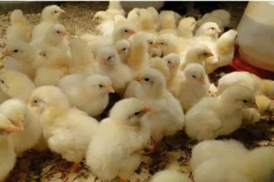 पीलीभीत और खटीमा पर चूजों के लिए निर्भरता होगी खत्म, पिथौरागढ़ में खुलेगी हैचरी