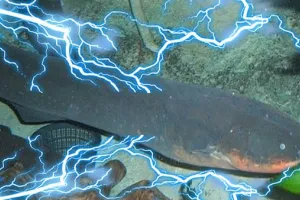 गरमपानी: कीटनाशक, विस्फोटक के बाद अब करंट से मछलियों का शिकार