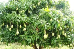 नैनीताल: अंधड़ और बारिश ने किसानों की मेहनत पर फेरा पानी, आंकलन में जुटा उद्यान विभाग