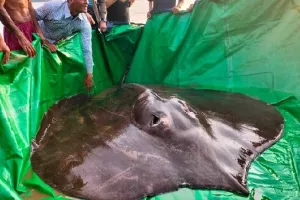 कंबोडिया की मेकांग नदी में मिली दुनिया की सबसे बड़ी मीठे पानी की मछली