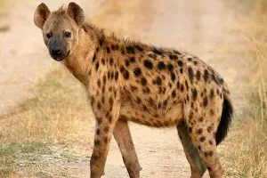 गोंडा: आतंक का शबब बने लकड़बग्घे को ग्रमीणों ने पीट-पीटकर कर मार डाला