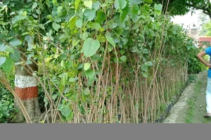 अयोध्या: विश्व पर्यावरण दिवस के अवसर पर पीपल, बरगद व पाकड़ के लगाए जाएंगे पौधे