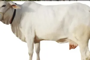 अयोध्या: अब दो दुधारू पशु पालने पर पशुपालकों को मिलेगी धनराशि