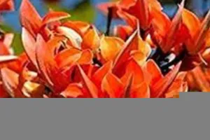 अयोध्या: जिले की 26 पौधशालाओं में नहीं है पलाश का पौधा, वन विभाग नहीं गंभीर