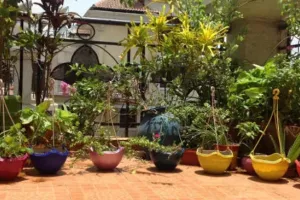 घर के आस-पास जरूर लगायें पेड़-पौधे, पर्यावरण के साथ शरीर भी होगा स्वस्थ