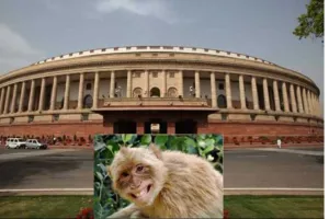 संसद परिसर : अब चार लोग लंगूर की आवाज निकालकर बंदरों से दिलाएंगे मुक्ति