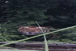 बहराइच : जंगल में बाघ को किया ट्रेंकुलाइज, इलाज के बाद छोड़ा