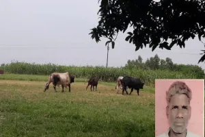 संभल : खेत पर गए किसान को सांड ने मार डाला