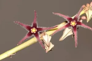 विलुप्त समझा गया पौधा हिमाचल प्रदेश में 188 साल बाद दोबारा मिला