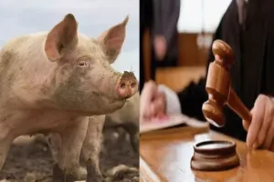 अब SP साहब सुअर को ढूंढेंगे, जज ने दिए आदेश, कोर्ट से किडनैप हुआ वकीलों का घाना