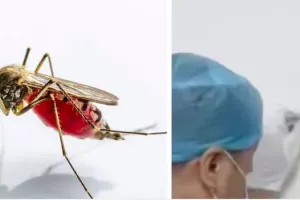 अजब-गजब : मरे हुए मच्छरों के खून के DNA से पकड़ा गया चोर