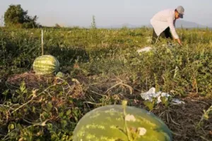 चीन में डाउन पेमेंट के तौर पर तरबूज और लहसुन ले रहीं रियल एस्टेट कंपनियां