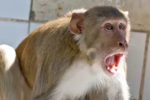 बरेली: शहर से लेकर गांव तक बंदरों का आतंक, खेत पर काम कर रहे किसान पर किया हमला, नाक, कान चबाया