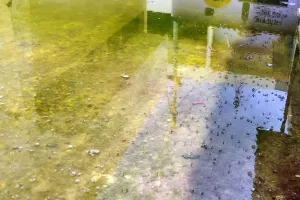 बरेली: संचारी रोग अभियान के बीच जिला अस्पताल में मच्छरों का डेरा